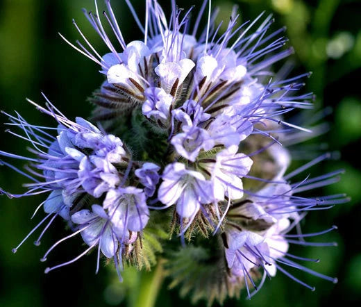 Lacy Phacelia Phacelia Tanacetifolia Colorful Wildflower Seeds