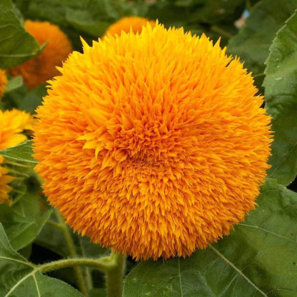Dwarf Sungold Sunflower Helianthus Annuus Colorful Garden Flower Seeds