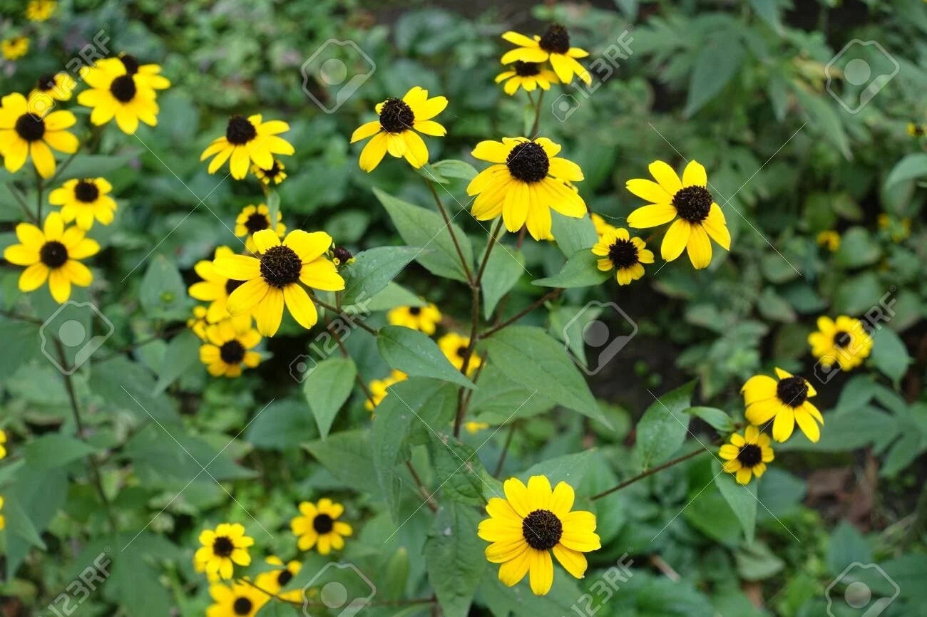 Black Eyed Susan Rudbeckia – Colorful Perennial Flower Seeds
