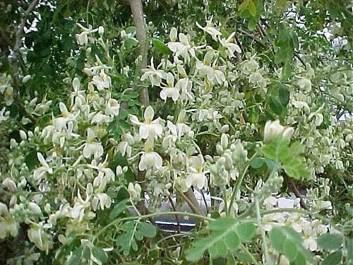Moringa Oleifera Pterygosperma Horseradish Oil Edible Ornamental Tree Seeds Flower Seeds for Home and Garden