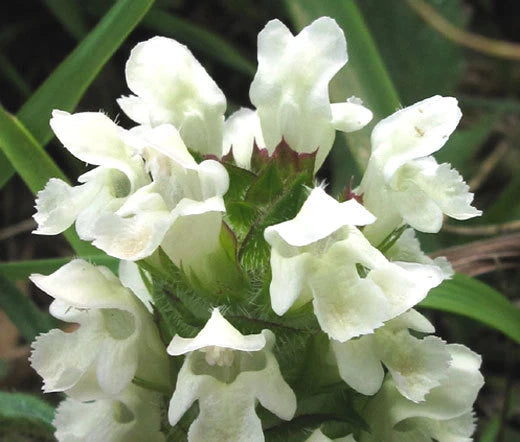 Prunella Self Heal White Prunella Grandiflora Alba – Hardy Garden Flower Seeds