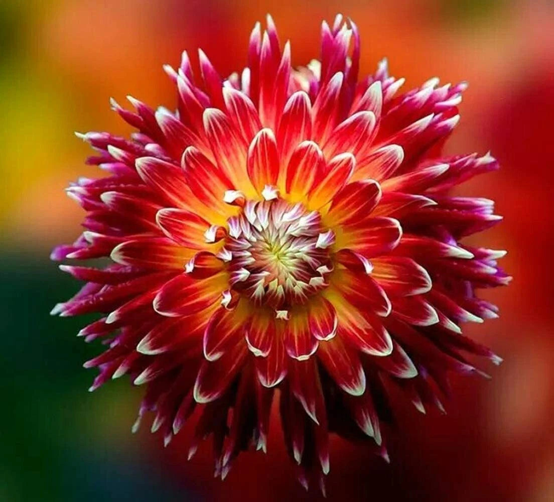 Dahlia Exotic Mix – Colorful Flower Seeds