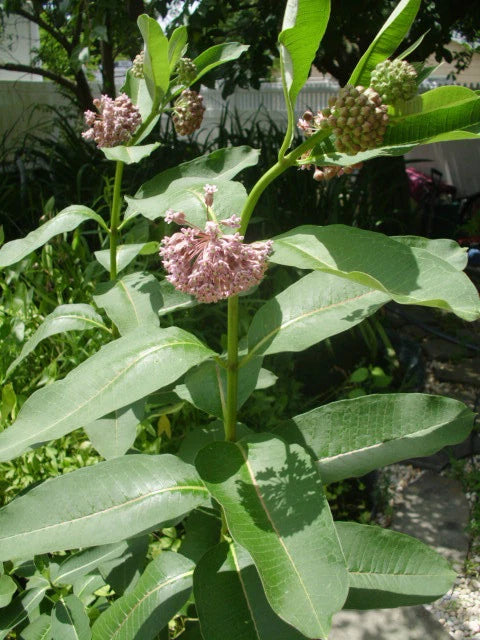 Common Milkweed Asclepias Syriaca Pollinator Flower Seeds