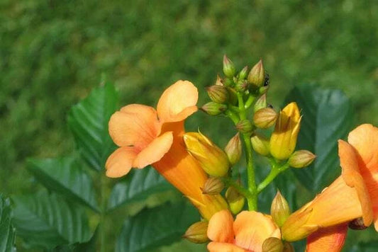 Yellow Hummingbird Bush Seeds Seeds Yellow Trumpet Vine Non-GMO Seeds