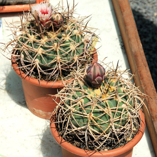 Gymnocalycium Cardenasianum Hardy Chin Cactus Seeds