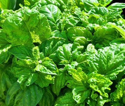 Basil Lettuce Leaf Ocimum Basilicum – Herb Garden Seeds