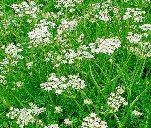 Caraway Carum Carvi – Herb Garden Seeds for Planting