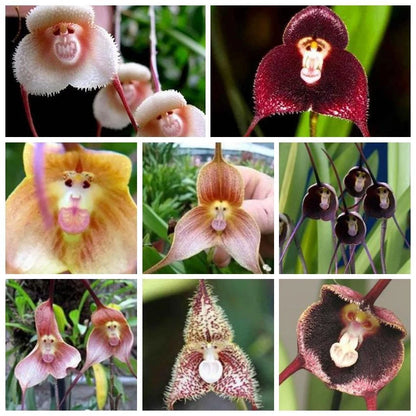 Rare Monkey Face – Garden Flower Seeds for Planting