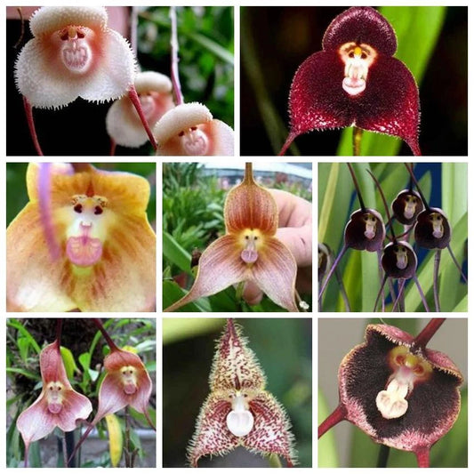 Rare Monkey Face – Garden Flower Seeds for Planting