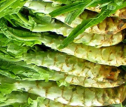 Lettuce Looseleaf Celtuce Lactuca Sativa – Vegetable Garden Seeds