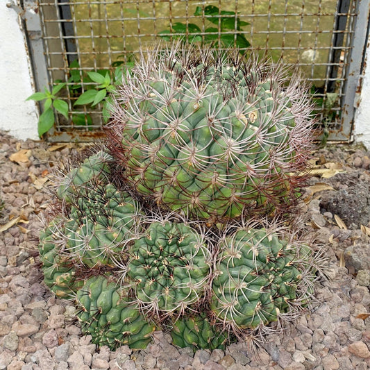 Gymnocalycium Saglione Giant Chin Cactus Seeds
