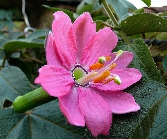 Banana Passion Passiflora Mollissima Climbing Fruit Vine Seeds