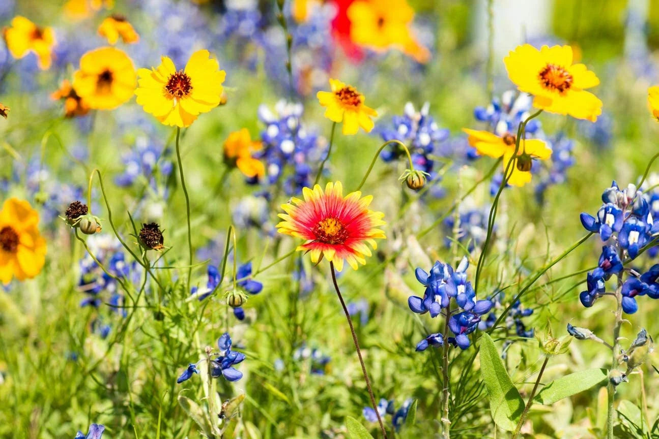 Wild Flower Mix Seed Packet - Open-Pollinated Bulk Flower Seed Mix for Beautiful