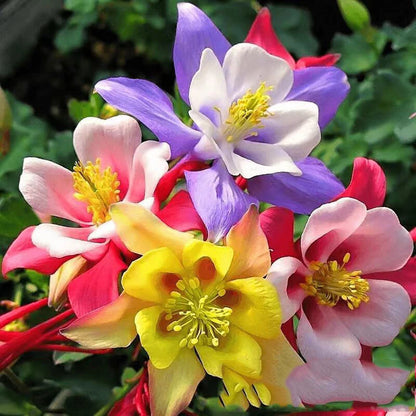 Columbine Crimson Star Aquilegia Caerulea – Perennial Flower Seeds