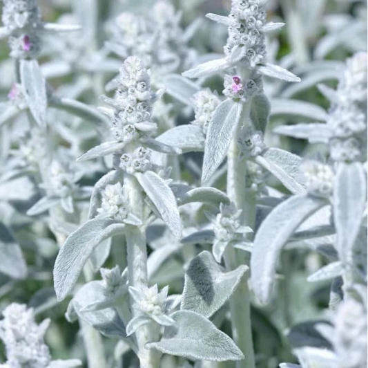 Rabbit Ear Plant – Fruit Tree Seeds