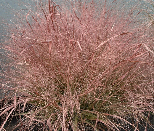 Love Grass Eragrostis Spectabilis – Purple Garden Grass Seeds