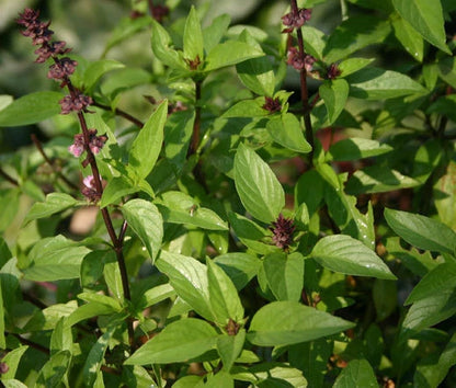 Basil Cinnamon Ocimum Basilicum – Organic Culinary Herb Seeds