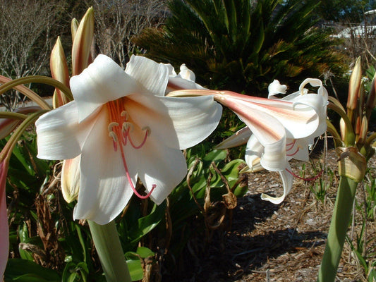Crinum Lily Bulbispermum Chessmaster Small-size Bulb - Flower Seeds