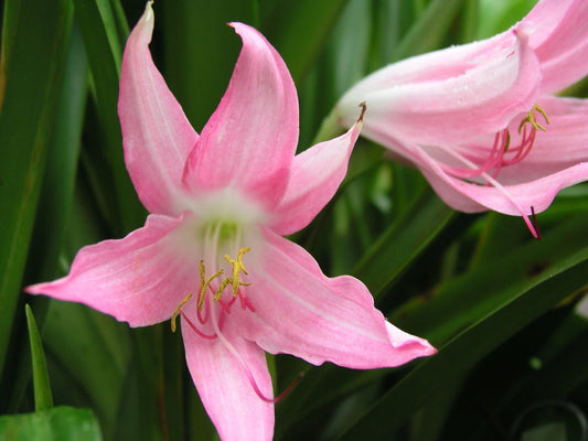 Crinum Lily Pink Mystery Large Blooming-size Bulb - Flower Seeds