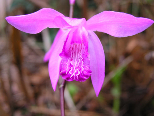 Bletilla Striata Pink Chinese Ground Orchid 2 Tubers