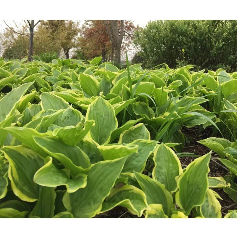 Hosta Plantaginea Fragrant Perennial Garden Flower Seeds