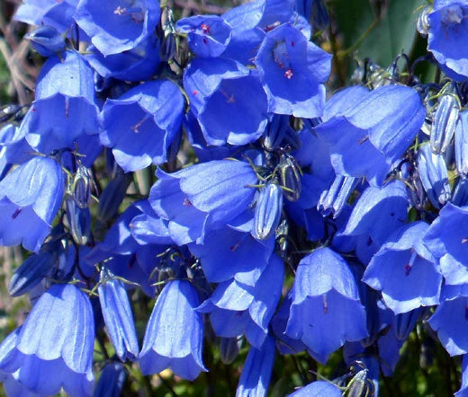 Canterbury Bells Campanula Medium – Blue Garden Flower Seeds