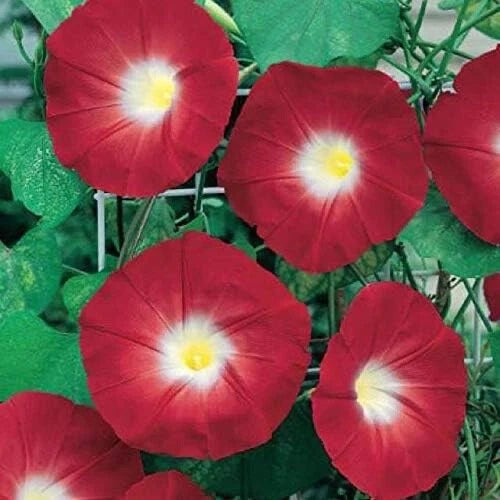 Red Ipomoea Climbing Vine Seeds to Plant Seeds