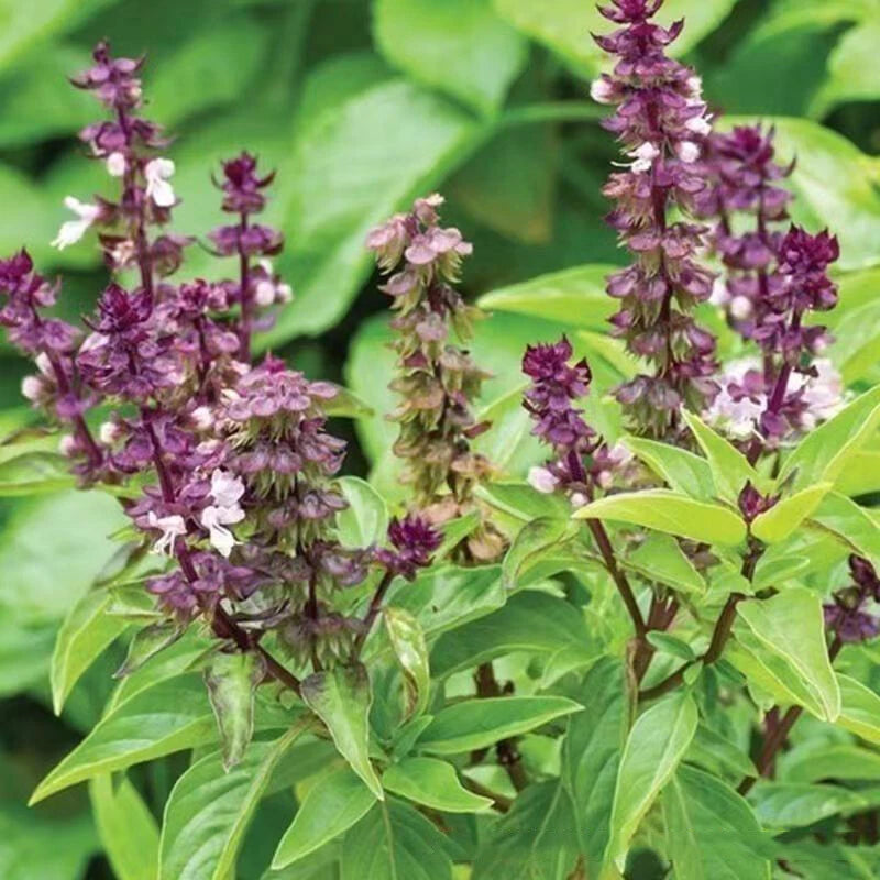 Cinnamon Basil Ocimum Basilicum – Herb Garden Seeds