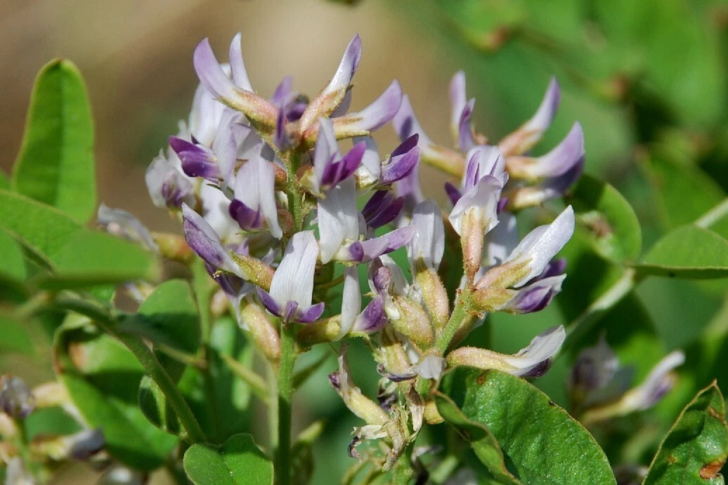 Licorice Glycyrrhiza Glabra – Fragrant Perennial Herb Seeds