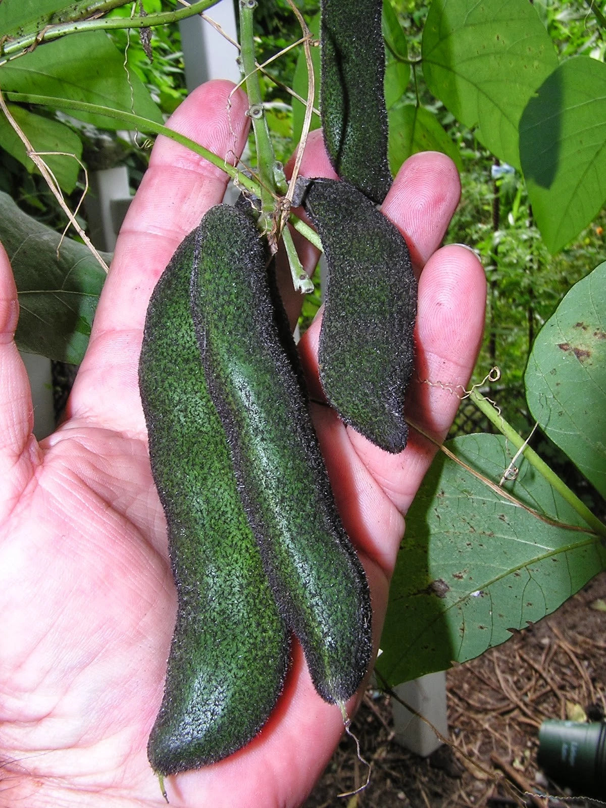 Mucuna Pruriens Vine Seeds Velvet Bean Molted Strain No Itch L Dopa – Garden Vegetable Seeds