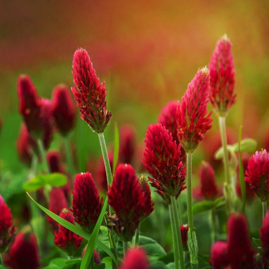 Crimson Clover Trifolium Incarnatum Hardy Wildflower Garden Seeds