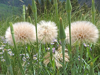 Yellow Goatsbeard Tragopogon – Colorful Perennial Flower Seeds