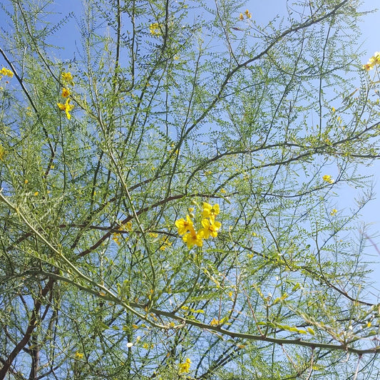 Parkinsonia Aculeata – Flowering Palo Verde Tree Seeds