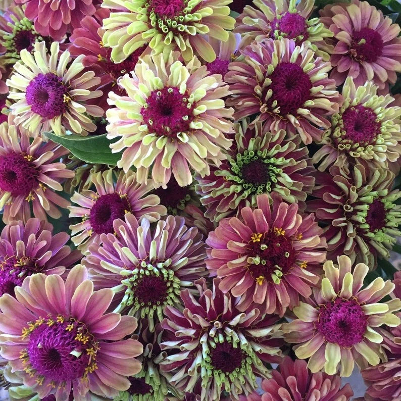 Queeny Mix Giant Zinnia – Colorful Perennial Flower Seeds
