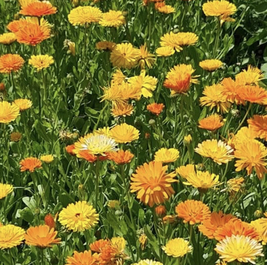 Pacific Beauty Calendula – Colorful Garden Flower Seeds