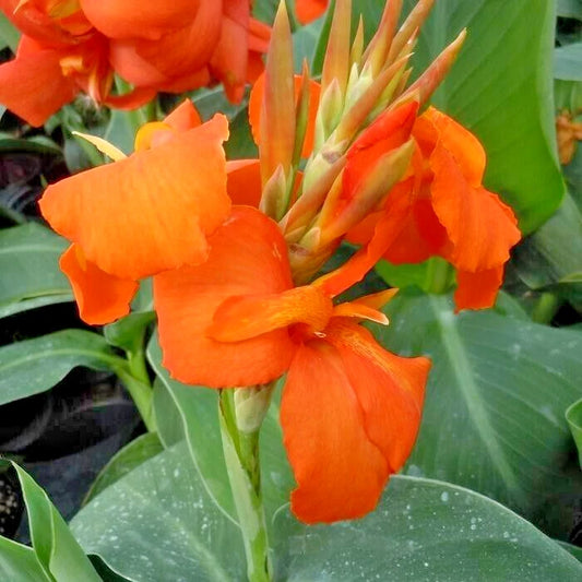 Orange Shades Canna Colorful Garden Flower Seeds