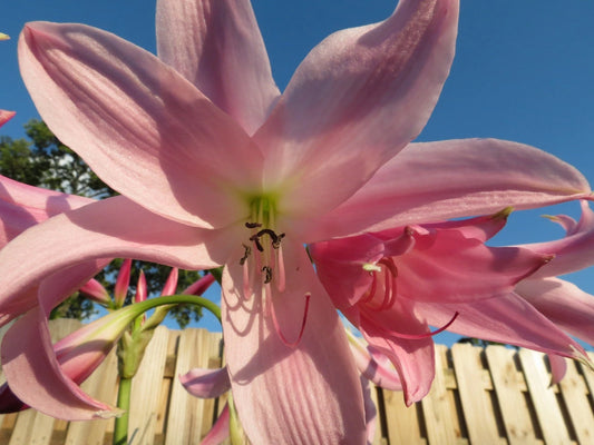 Crinum Lily Pink Flamingo Jumbo Blooming-Size Bulb New Super Rare