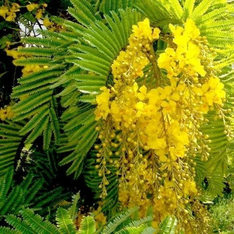 Peltophorum Pterocarpum Copper Pod Fragrant Tree Seeds