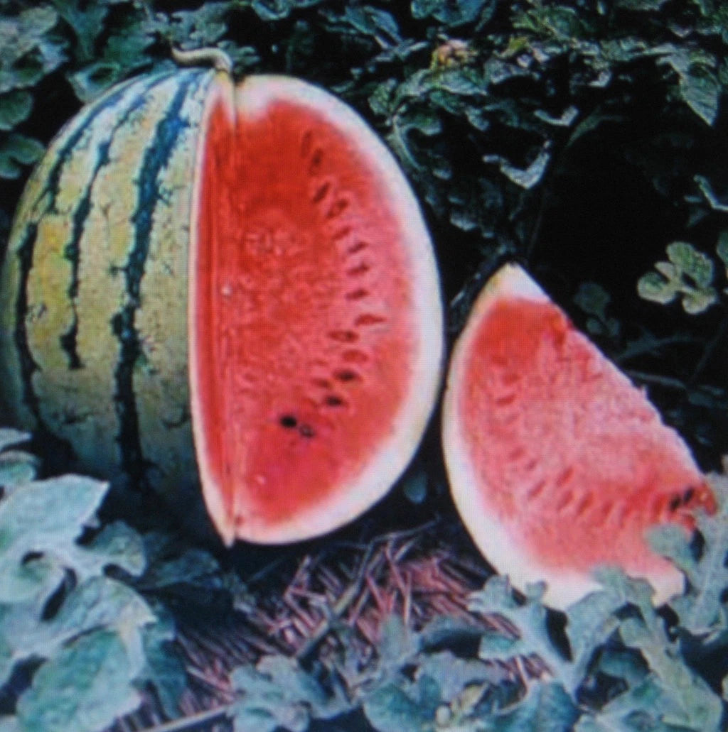 Watermelon Crimson Sweet – Garden Fruit Seeds for Planting