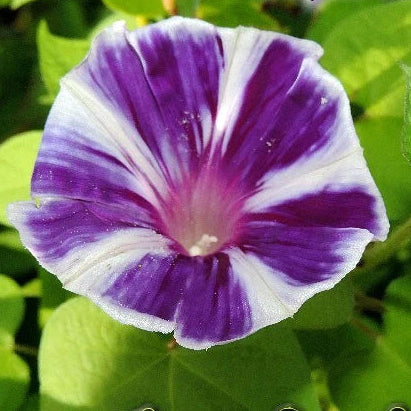 Purple Blizblast Youjiro – Garden Flower Seeds for Planting