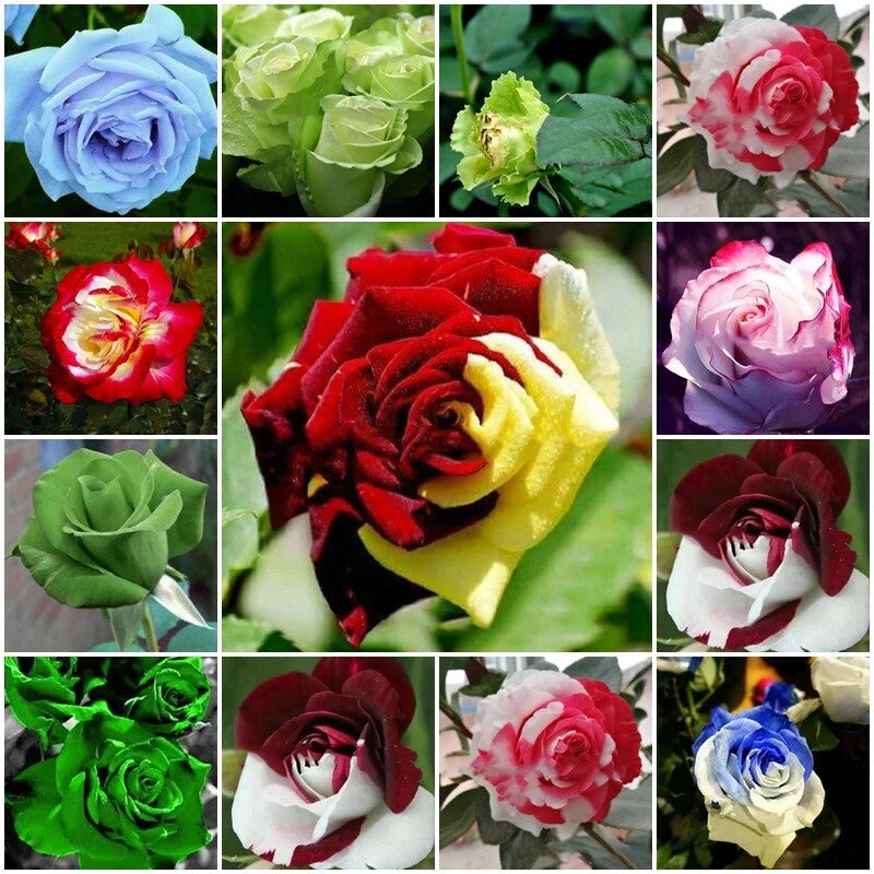 Mixed Multicolored Rose – Colorful, Mixed, Perennial, Garden Flower Se
