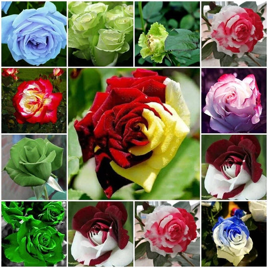 Mixed Multicolored Rose – Colorful, Mixed, Perennial, Garden Flower Se