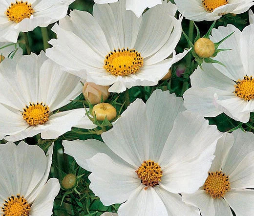 Cosmos Sonata White Cosmos Bipinnatus – Colorful Garden Flower Seeds