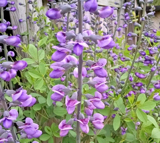 Purple Smoke False Indigo Baptisia – Hardy Perennial Flower Seeds