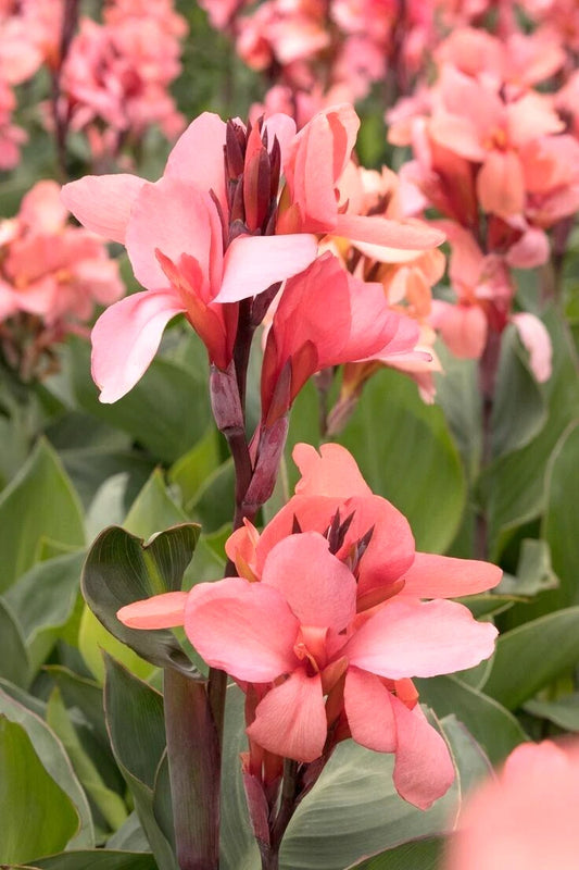 Mango Cannova Canna – Perennial Flower Seeds