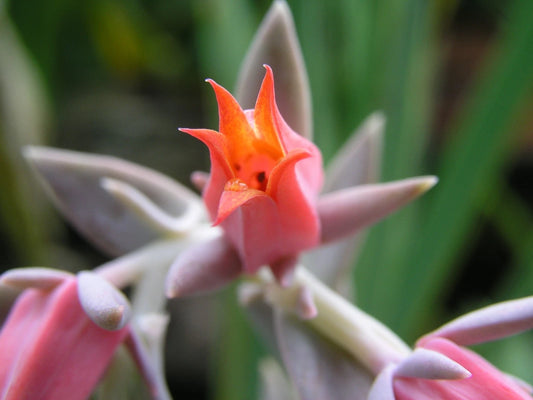 Echeveria Runyonii Crassulaceae Seedum Succulent 3 Rosettes 2-3 In