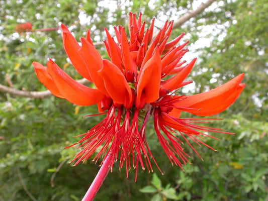 Coral Erythrina Arborescens Flowering Tropical Tree Seeds