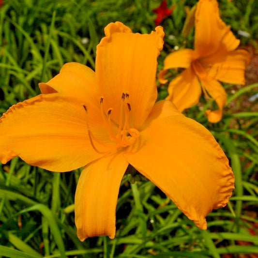 Jersey Spider Daylily Hemerocallis Perennial Garden Flower Seeds