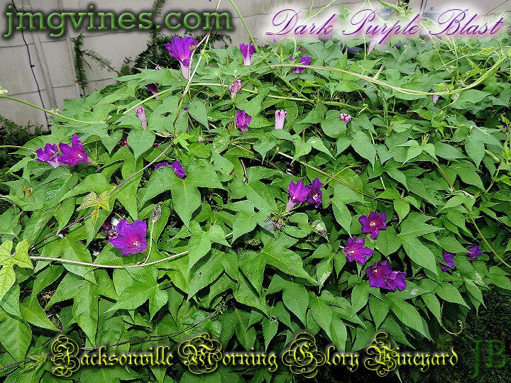 Dark Purple Blast – Garden Flower Seeds