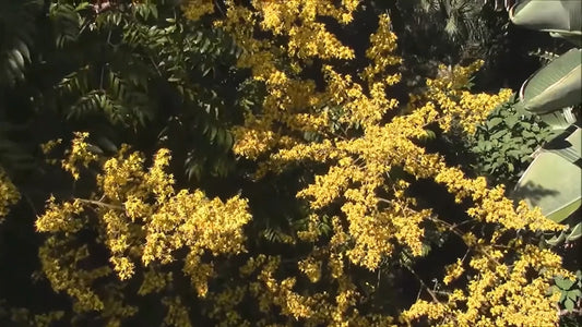 Koelreuteria Paniculata Seeds Ornamental Flowering Golden Rain Tree Category eg, Flower Seeds